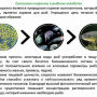 Хлорелла для прудов и водоемов Альготек CHLORELLER 5л (до 1000 м2)