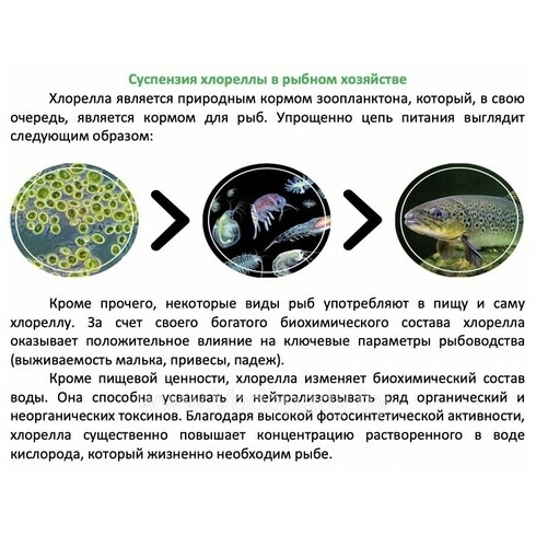 Хлорелла для прудов и водоемов Альготек CHLORELLER 5л (до 1000 м2)